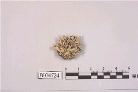 藏品(亞鈴孢衣屬)的圖片